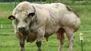 Dunyodagi Eng Kuchli Baquvvat Muskulga Ega 5 ta Xayvon