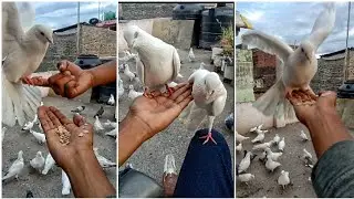 How to hold a pigeon in hand //कबूतर हाथ में कैसे बिठाले🕊️//#pigeon #how #2millionviews