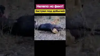 #animal #nature #animals #shortsvideo #wildlife #шортс #шортс2023
