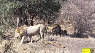 Huge Dark Mane Ngotso Male Lion Calling For His Hurt Blonde Brother