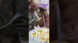 завтрак  у кошки