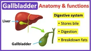 Gallbladder anatomy & function🤔 | Easy learning video