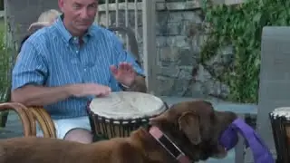 Chocolate Lab Delight, A Big Hearted Handsome Dog, Cocoa