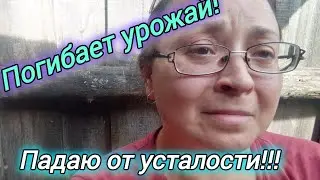 Погибает урожай - спасаю огород, как могу, продолжая наводить порядок на участке.