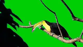 burung tukan atau toucan green screen free download