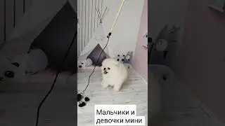 #померанский_шпиц #spitsfire #шпиц #шпицуля #щенки #щенкимосква #spits #шпицбу #москва #померанский