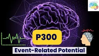 P300 Event Related Potential Explained