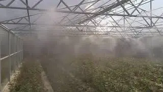 Системы поддержания влажности в тепличных хозяйствах с помощью туманообразования Высокого Давления.