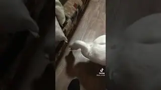 умный гусь
