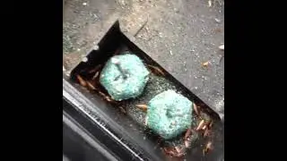 German Cockroaches? We’ve Got You Covered!