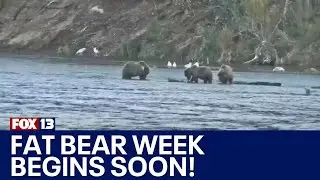 Fat Bear Week begins soon! | FOX 13 Seattle