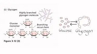 Blood glucose regulation