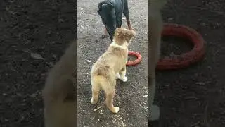 Толи аусси толи виденье