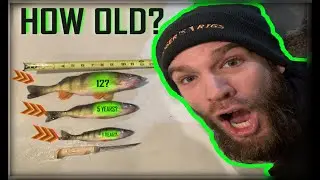 How Old is a 7'', 10'', or 13'' Perch?  Roger Aged Dozens Of Perch & Tells Us What He Found 🎣🎣