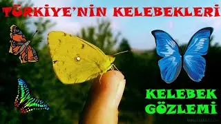 Sakarya'da Kelebek Gözlemi Sarı azamet mavi kelebekler ve dahası