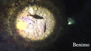 Phi Phi Diving