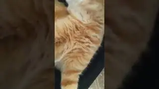 и снова моя кошка Леська)