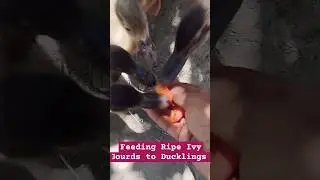 Feeding Ripe Ivy Gourds (Kunduri, Kunduli) To Ducklings | #shortvlog #shorts