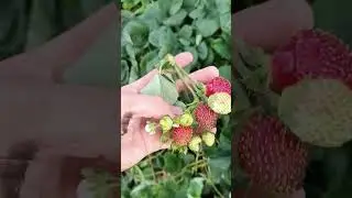 🍓✅черный принц #рассадаклубники #сад #клубника #чебоксары #strawberry #дача