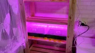 РАССАДА 2021 🌱Семена цветов 🌺, томатов 🍎 и перцев 🌶. ОРГАНИЗАЦИЯ СТЕЛЛАЖА 🏠для РАССАДЫ