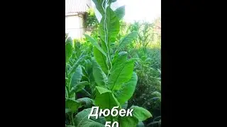 ДНЕВНИК ТАБАКОВОДА № 29 ( 12.07 Обзор сорта табака Дюбек 50 ) ТАБАК