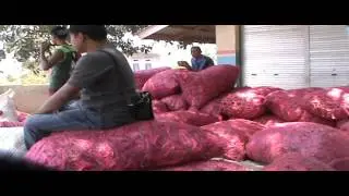 HARGA CABE ANJOK, PETANI KECEWA