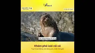 Tìm hiểu về loài rái cá vô cùng đáng yêu qua giọng đọc tự nhiên và sống động của MC ảo Ngọc Huyền.