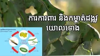ការការពារ និងកម្ចាត់ដង្កូវយោលទោង