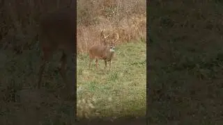 Giant PA deer falls in our latest episode- NIXON is LIVE! #subscribe #deer #hunting #bowhunting