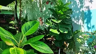 Stunning Rare Plants of our beloved PSDS in Baganga