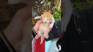 Jikalau nemu anak kucinh yatim wajib perhatikan 😎 #cat #kucinglucu #rescuecat  #kucing #kitten