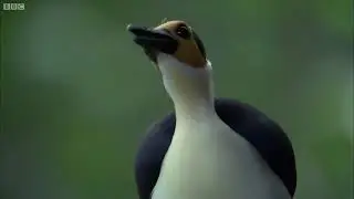 These Ancient Birds Have Been Around for 44 Million Years Africa. BBC Earth