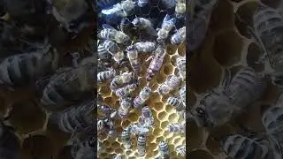Работа пчелиной матки на соте.