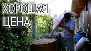 ПОЧЕМ ПШЕНИЦА В 2023 ГОДУ