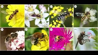 What is Hover flies & How to Get Rid of Them(Patio, garden, House)