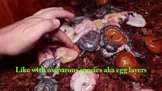 Premature Boa Constrictor birth