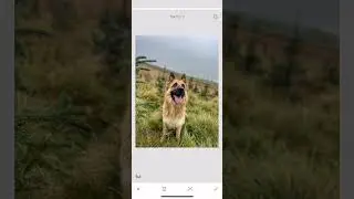 Editing my shepherd 