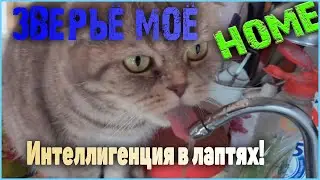 Пьем только осмос. Интеллигенция в лаптях.