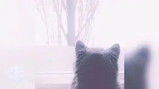 Первый снег за окошком и кошка
