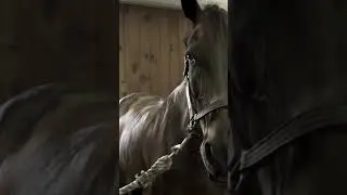 FLAIR® Strip Application: Step 1