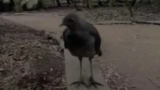 The Destroyer