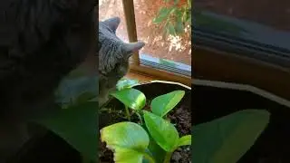 Nadi Cat and the Lizard