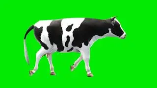 Cow Walking Green Screen || Cow 🐮 Walking Green Screen Background Video