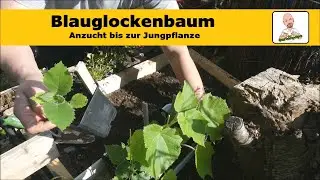 Blauglockenbaum Anzucht bis zur Jungpflanze