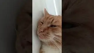 Я ЗНАЮ,ЧТО ЭТО НЕ АКТУАЛЬНО!! #cat #shorts