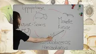 Coitus Animalus - Florilège