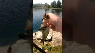 failing to lip the bass
