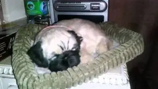 Pug breathing pet
