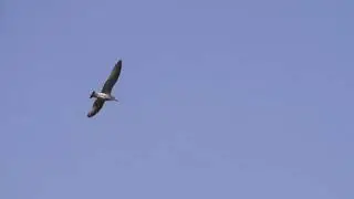 Футаж полет чайки
