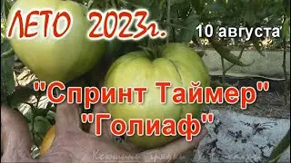 АВГУСТ. Созревают томаты Спринт Таймер и Голиаф.